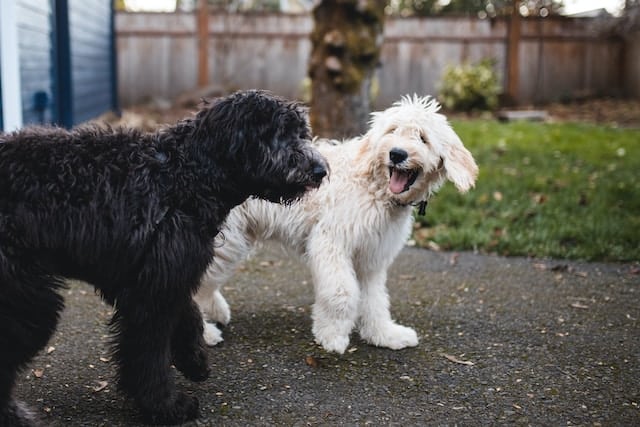 two dogs exercise and play together to use up their energy