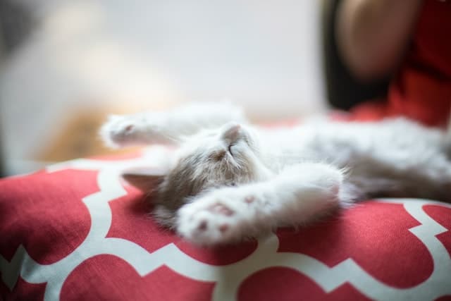 a newly adopted cat chills in its new bed