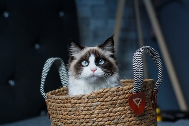 an older adopted cat comes home to a new owner and chills in a basket for a few hours before sniffing the rest of the house