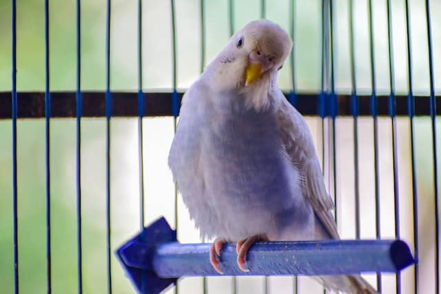 an owner takes his cockatiel out of the premises to keep it pet-safe during a home pest treatment