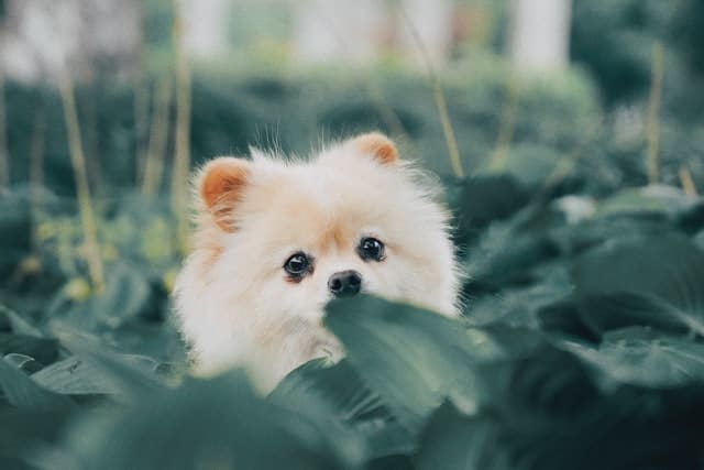 a little pup plays in the garden while their owner looks out on them from their computer while pet plan shopping