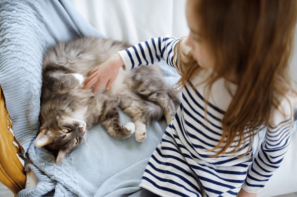 adopt a cat tips can make life easier for kids
