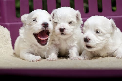 buy a puppy safely like these by doing your research