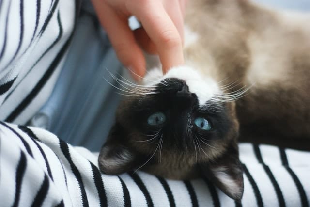 An owner plays with their furbaby with the peace of mind that comes from having a pet plan for cats