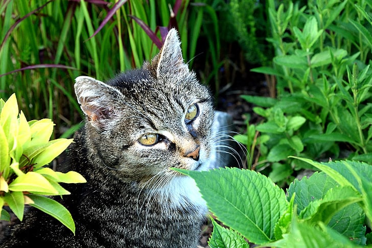a cat looks up at it's owner from between garden foliage