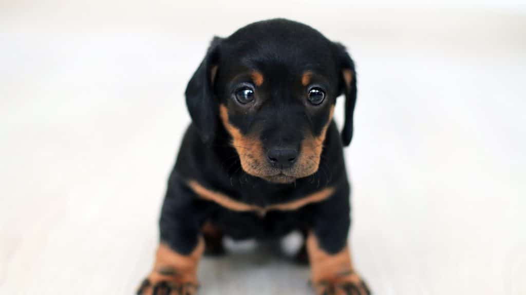 If you’re looking to buy an adorable puppy, like this cute black and white puppy looking directly at the camera, avoid puppy scams.