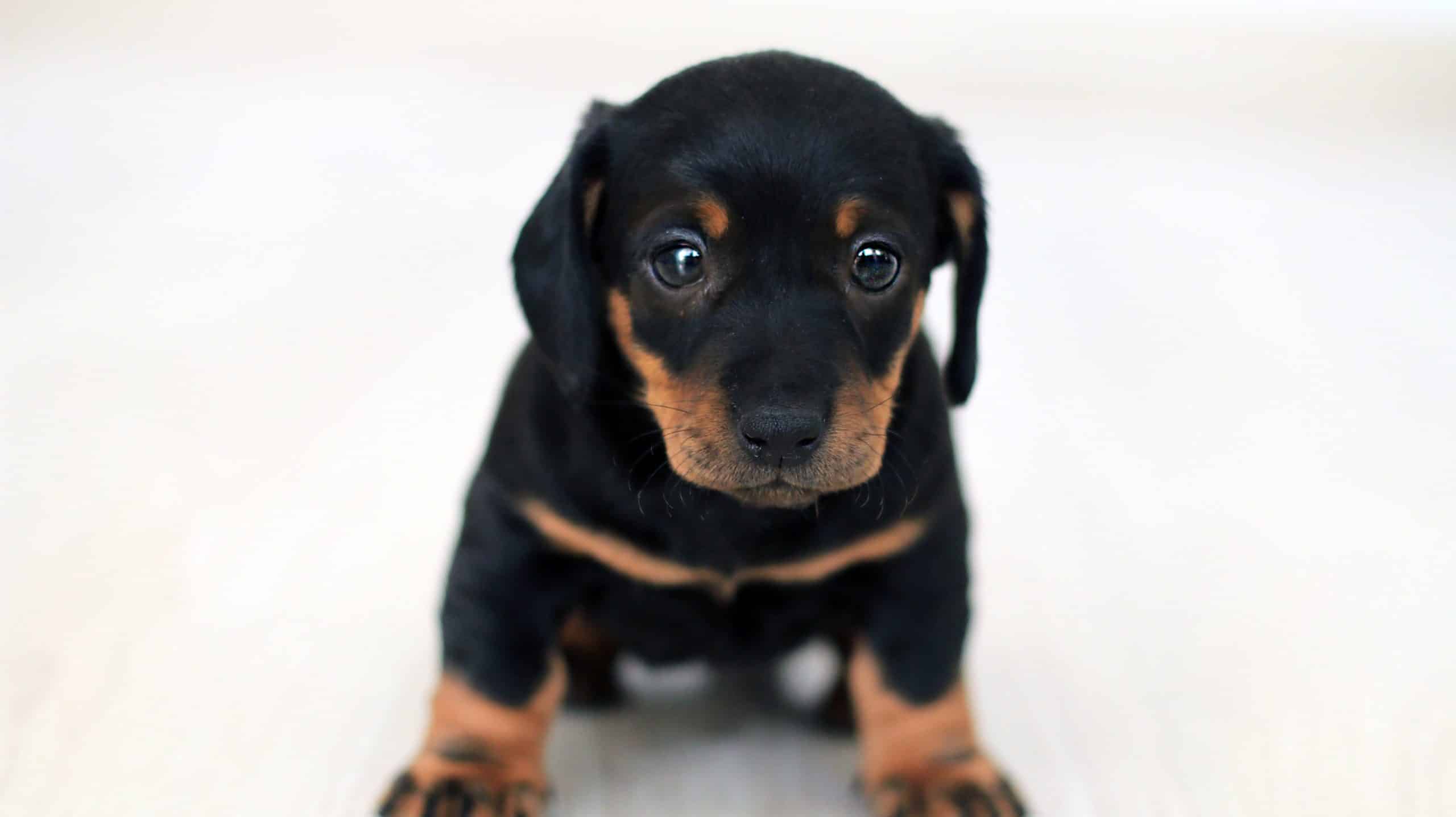 If you’re looking to buy an adorable puppy, like this cute black and white puppy looking directly at the camera, avoid puppy scams.