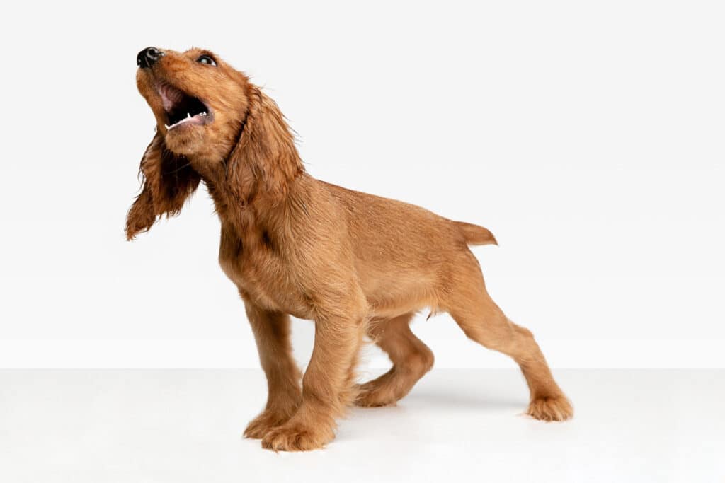 Speak dog like this vocal English Cocker Spaniel. Image by master1305 on Freepik