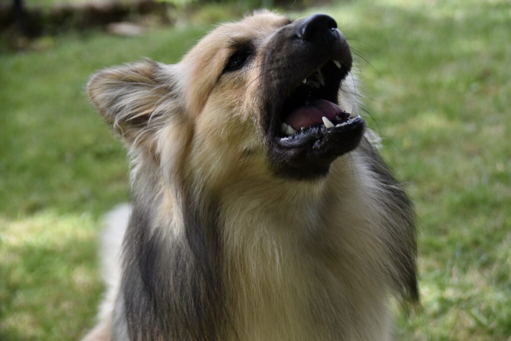 Would you like to understand the dog body language of this Garafian Shepherd? Read on.