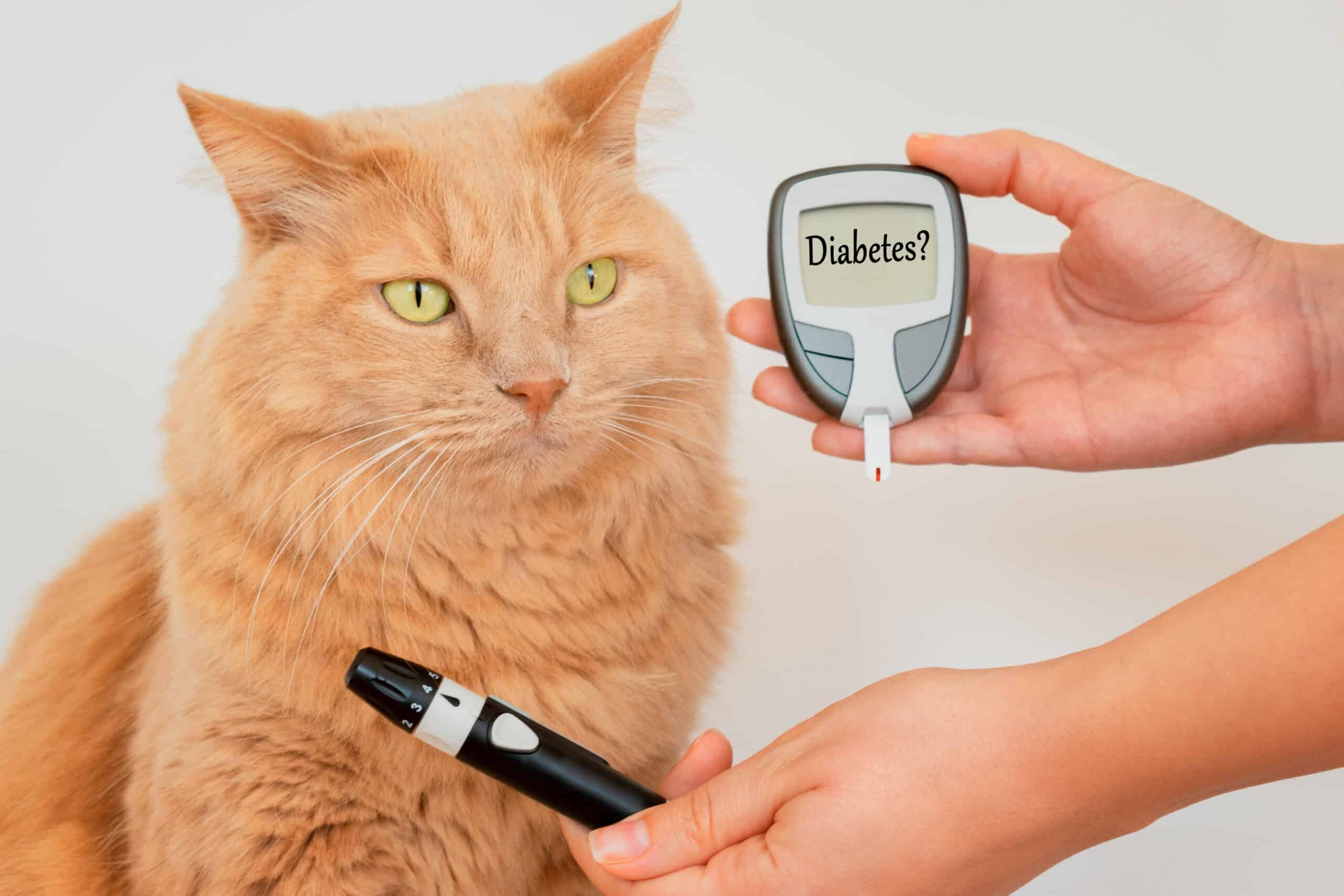 This vet determines if this obese cat is at risk of diabetes.