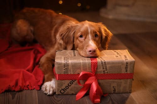 spoil your dog
