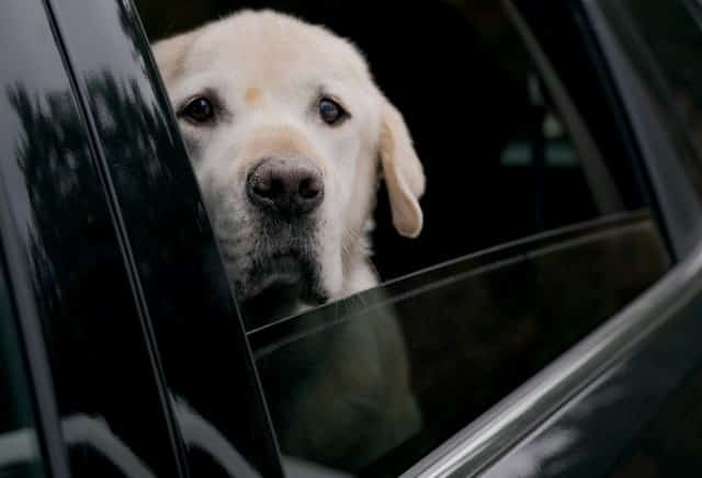 this is a stolen dog
