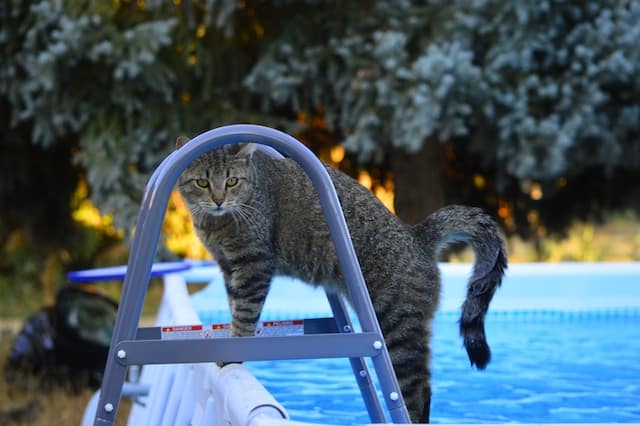 A cat lounging in a swimming pool.