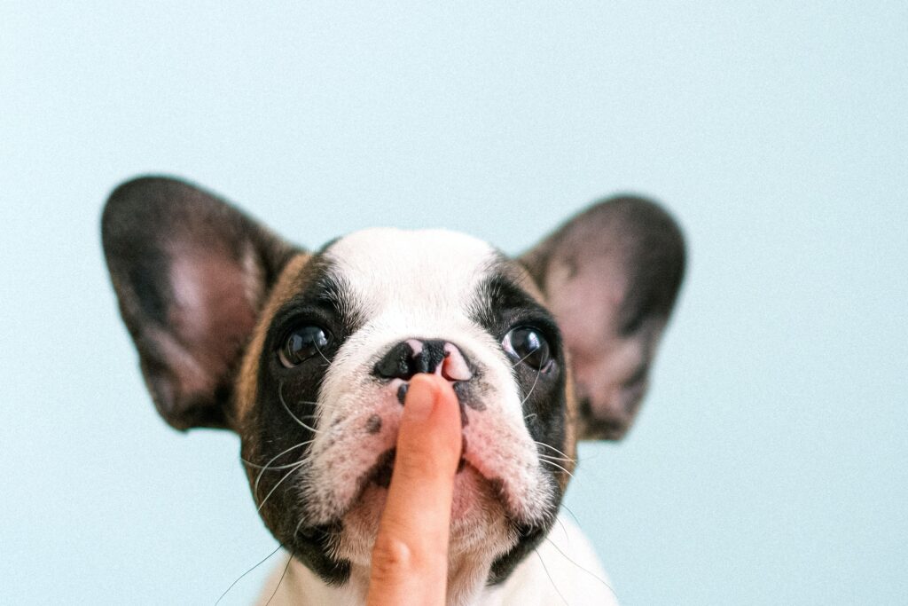 Don't ever shush your French Bulldog. Would you appreciate being shushed? Rather understand your dog's body language for clues.