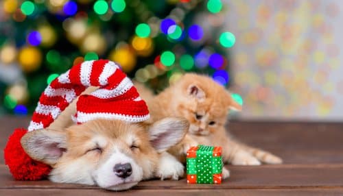 ethical Christmas gifts for pets come in all shapes and forms