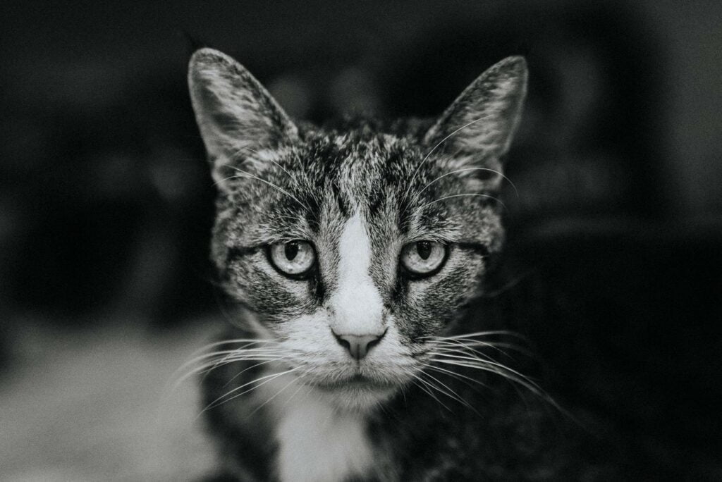 how to report animal abuse is something to know to save animals