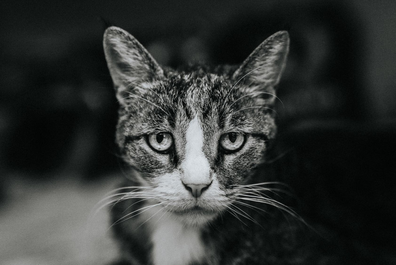 how to report animal abuse is something to know to save animals