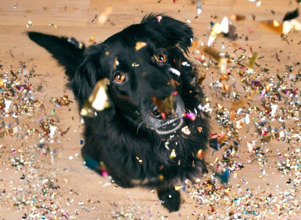 pet safety and fireworks can help dogs like this be happy