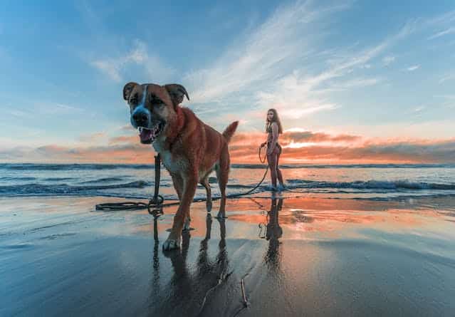 A woman is walking her dog on the beach at sunset, ensuring it remains safe in the summer heat.