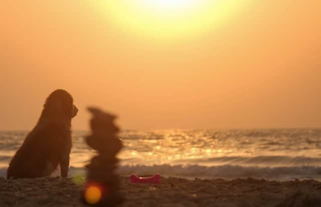A dog enjoying the beach at sunset, while ensuring its safety during summer.