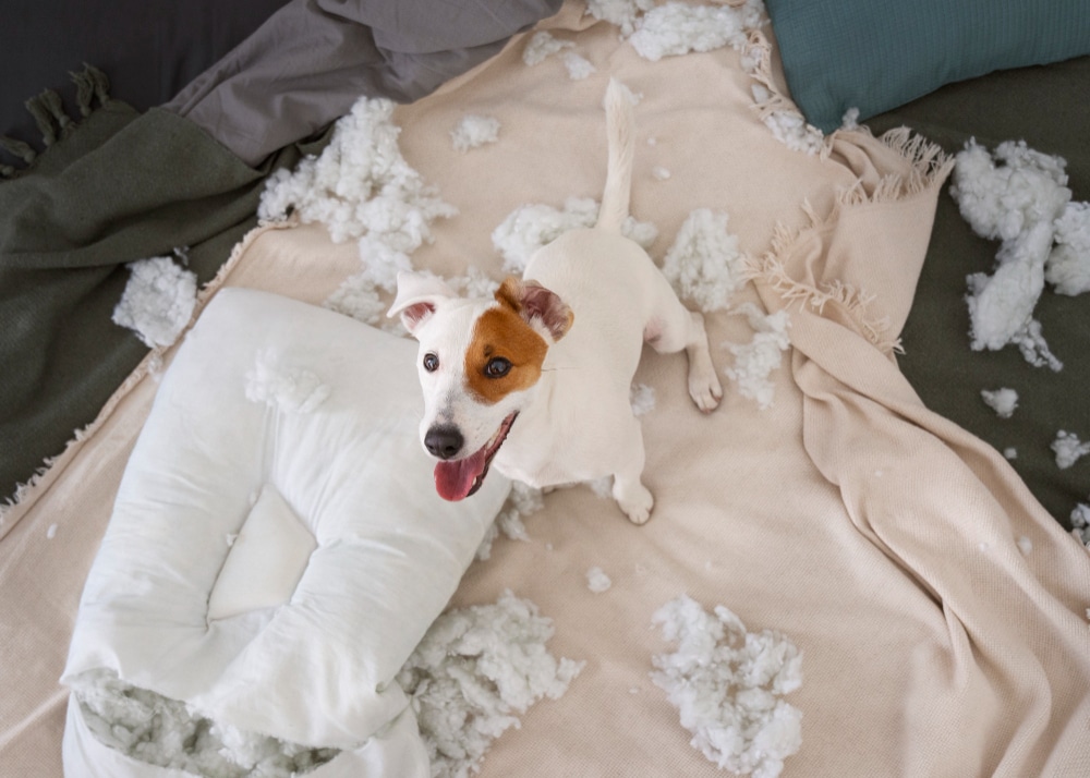 A small dog sits on a bed surrounded by pillow stuffing, with a torn pillow nearby and blankets rumpled around—an adorable reminder of why pet proofing your home is important.