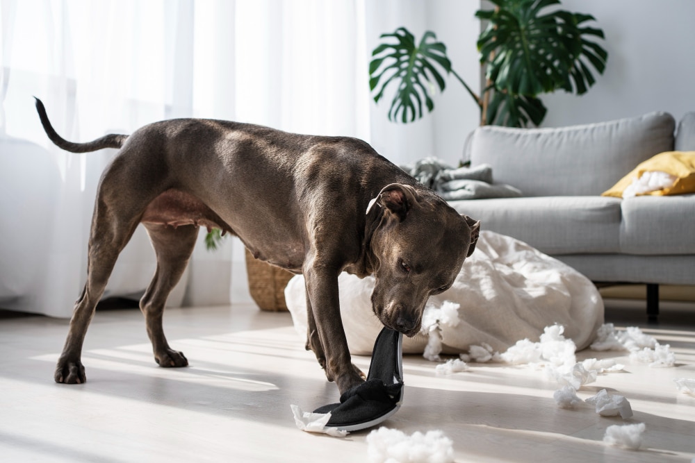 A dark brown dog stands in a living room, chewing on a black item with white stuffing scattered on the floor—highlighting the importance of pet proofing your home.