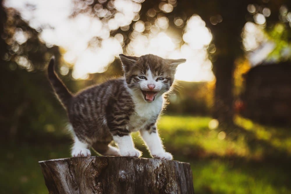 different cat breeds have different personalities