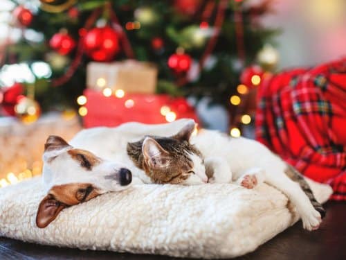 Christmas dangers for pets include tinsel