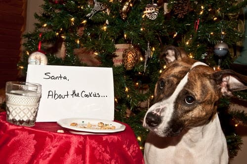 Christmas dinner and pets needs serious consideration about toxic foods