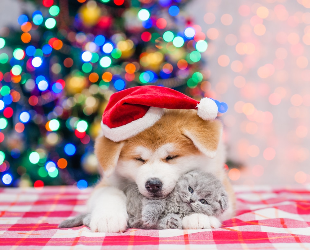 A puppy wearing a Santa hat cuddles a gray kitten on a red-checkered table, with a decorated Christmas tree and colorful lights in the background—perfect for cute pet pictures of adorable Christmas pets.