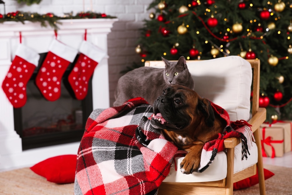A gray cat and a brown dog sit together on a chair covered with a red plaid blanket near a decorated Christmas tree and fireplace with stockings—perfect for anyone TAKING PET PICTURES this holiday season.