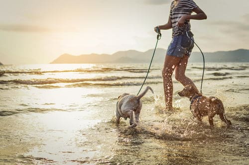 knowing how to keep your dog safe at the beach is easy with these tips