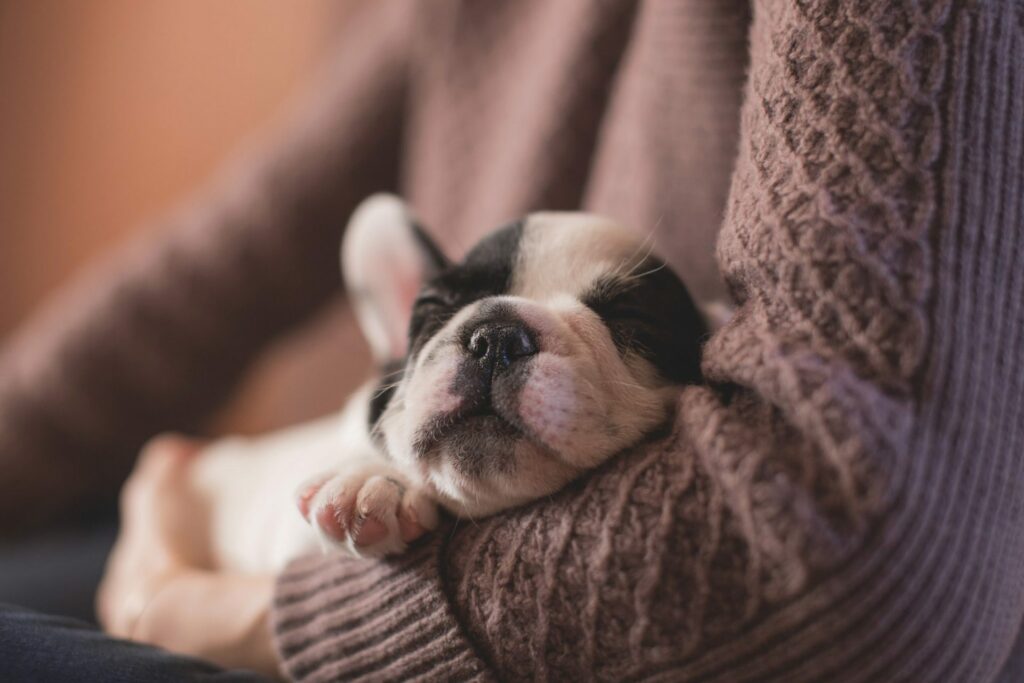 Is pet insurance worth it is a question many pet owners ask