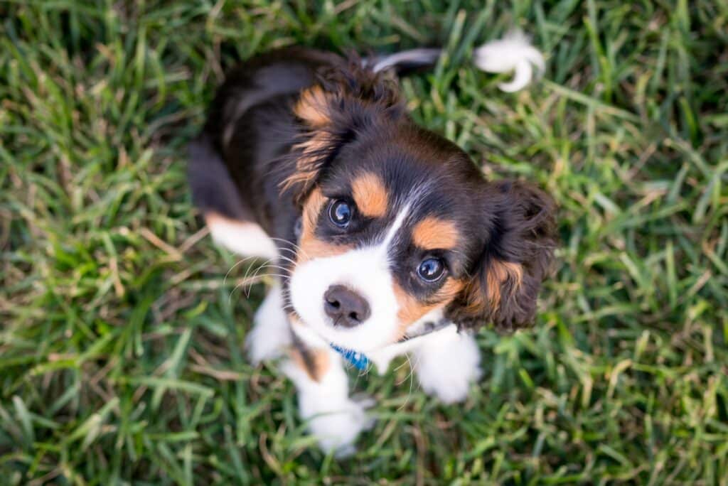 It's time for this Cavalier King Charles Spaniel puppy to learn some basic puppy training commands like sit and stay. We can also teach this dog urinating inside not to