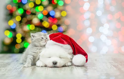 A Christmas gift for your pet is pet insurance