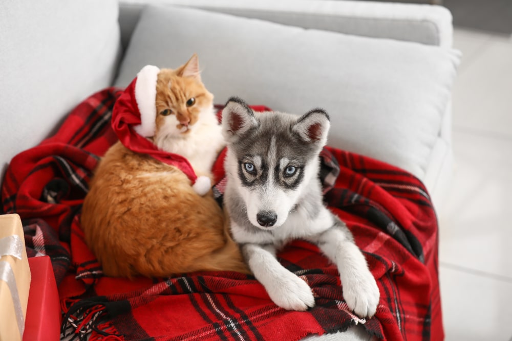 An orange cat wearing a Santa hat and a gray-and-white husky puppy sit together on a red plaid blanket, making TAKING PET PICTURES on the light-colored couch extra festive.