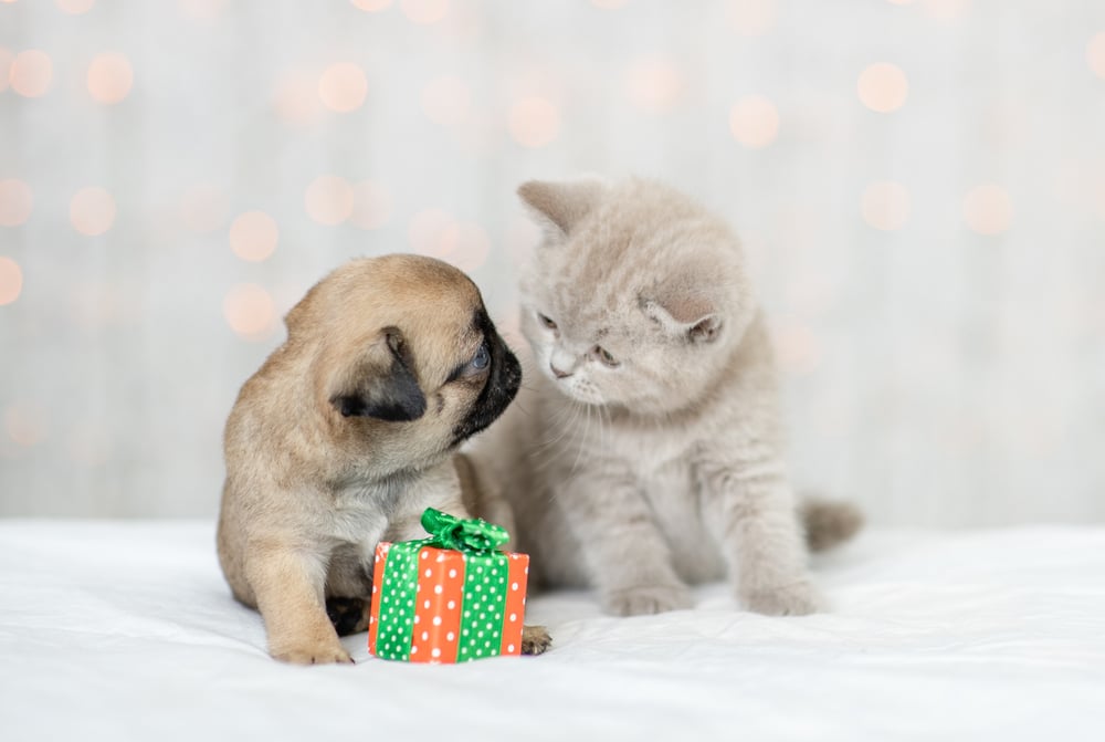 A small puppy and a kitten sit together on a white surface, next to a green and orange gift box with a bow, perfect for cute pet pictures with a blurred bokeh background.