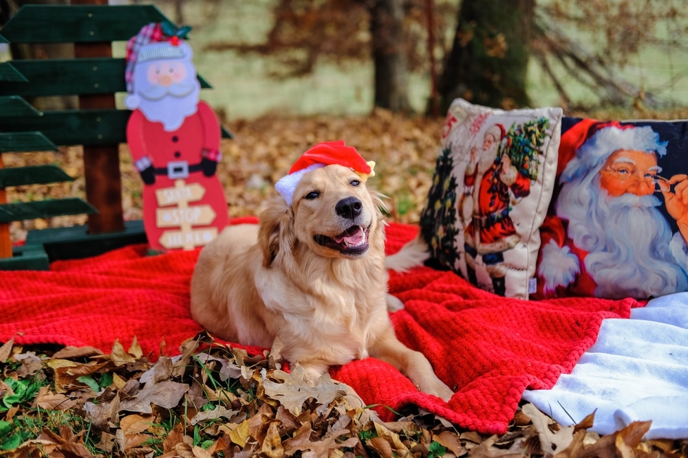 A golden retriever wearing a Santa hat lies on a red blanket outdoors, surrounded by autumn leaves and Christmas-themed decorations—perfect for TAKING PET PICTURES with festive pillows.