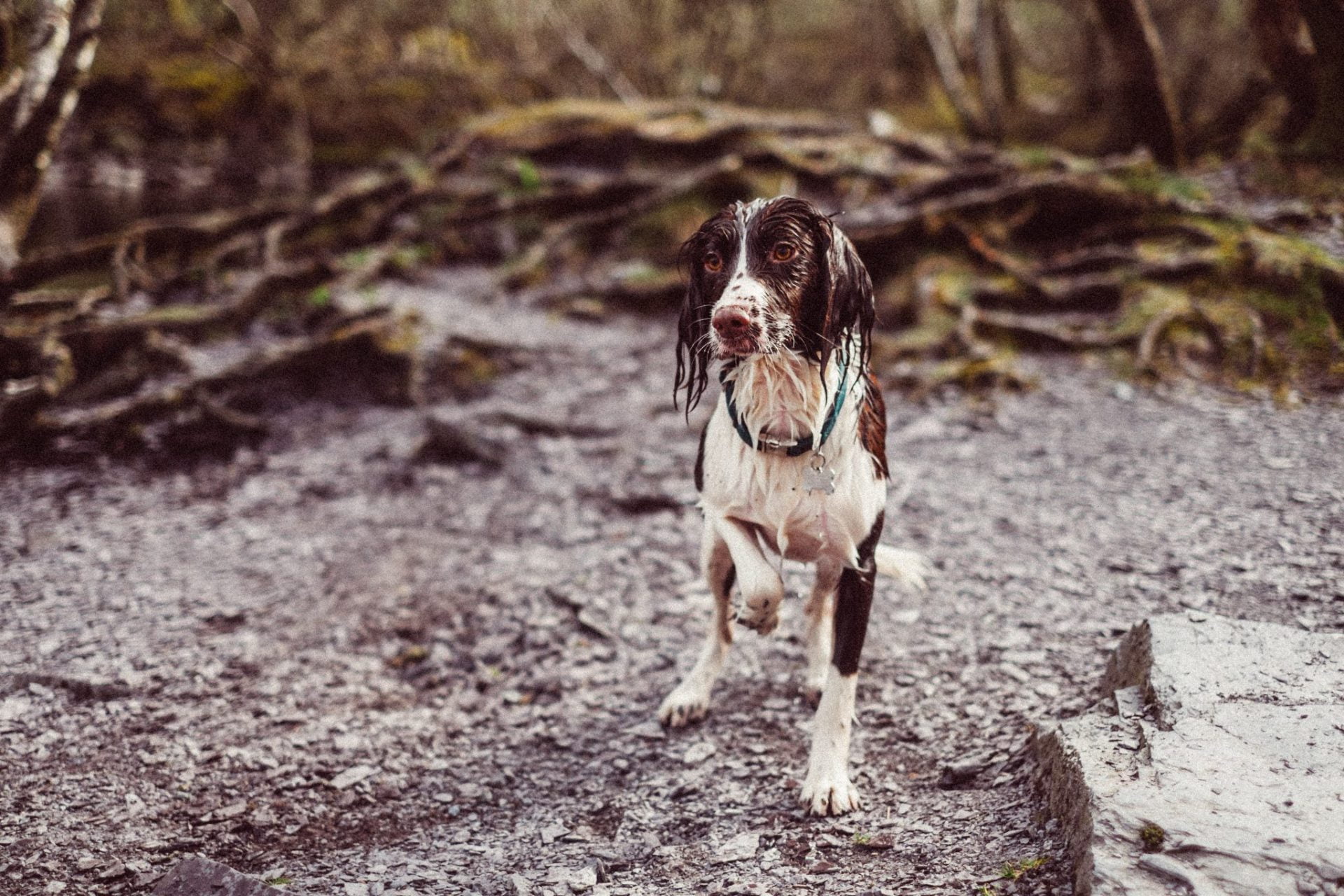this dog is a lost pet in fire and flood