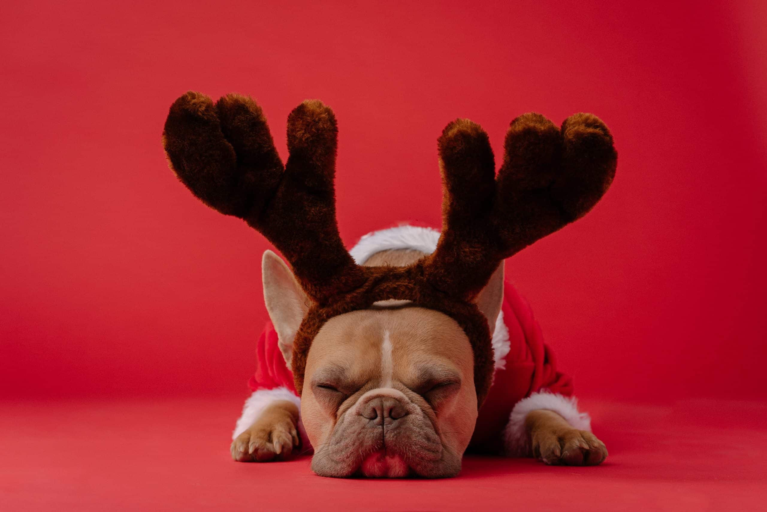 Christmas dangers for pets include tinsel