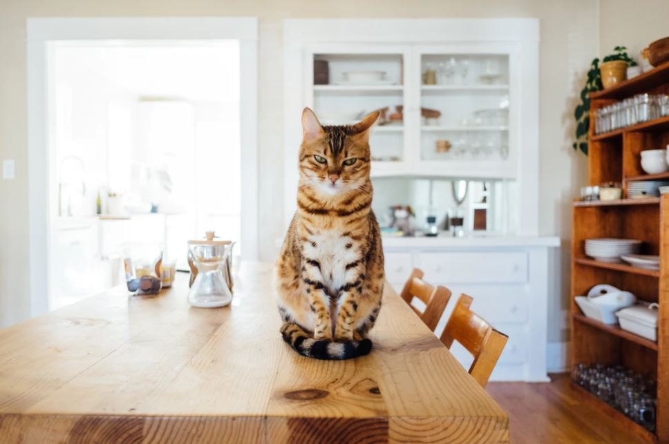 pet proofing your home will stop your cat getting up on the table
