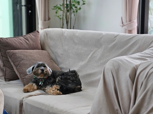 A small black and brown dog with a green collar lies on a beige sofa next to brown cushions in a bright living room, showcasing the comfort and care that comes from pet proofing your home.