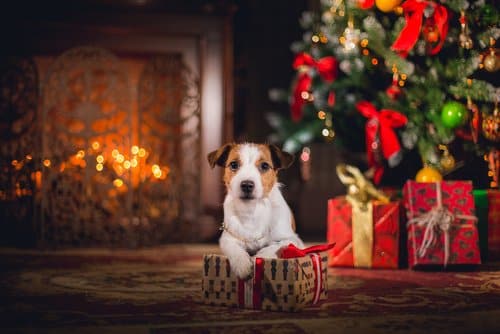 taking pet pictures of a dog like this is easy