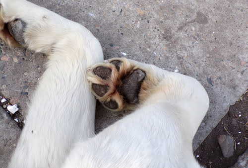 knowing what to do if you find an injured animal is easier with this guide