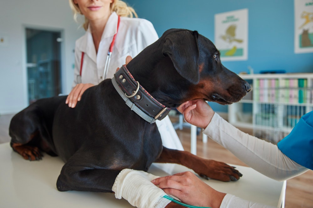 A Doberman lies on a veterinary exam table with a bandaged leg while two veterinarians attend to the dog in a clinic, discussing the importance of desexing your dog for its long-term health and well-being.