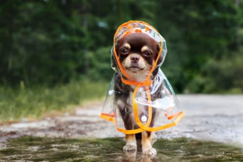 Dress up Your Pet Day is an excuse for this chihuahua to don a raincoat