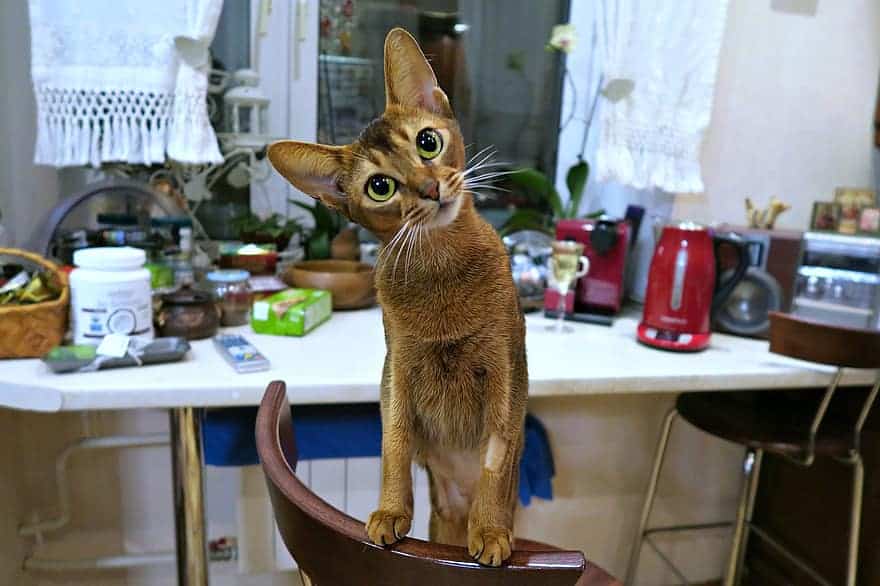 Abyssinian cat is a loving and active cat breed