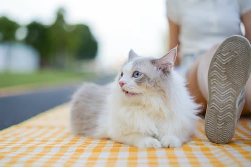 Friendliest cat breeds to welcome to your household