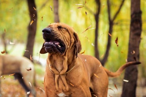 kennel cough in New Zealand has affected this dog
