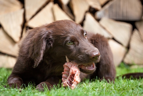 a pup enjoys raw feeding with a juicy meaty bone